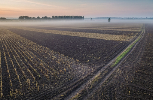 Misty farmland at sunrise with distinct crop rows